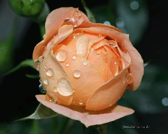 Resultado de imagem para imagens de chuva de rosas